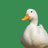 Kacsa