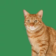 Macska