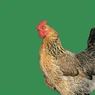 Baromfi